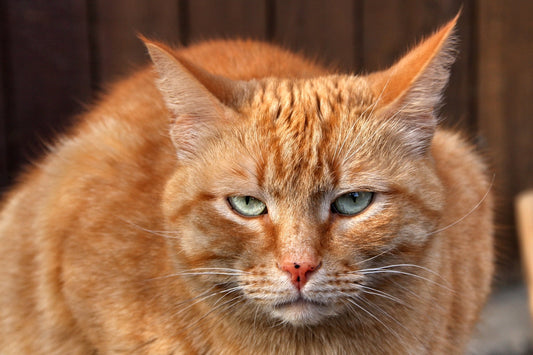 orange tabby cat in close up photography