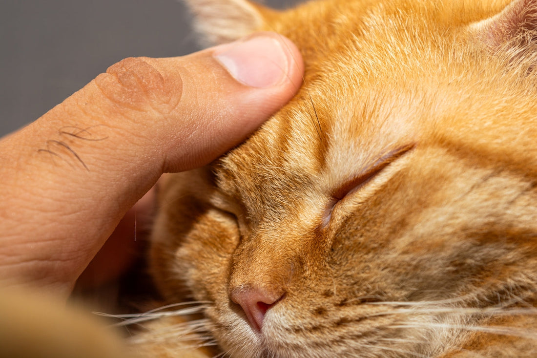 a close up of a person petting a cat