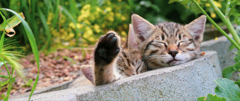 Cat Health Nutrition